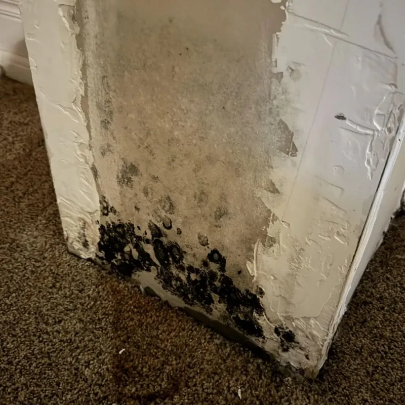 Professional Mold Removal in Greenwood County, SC
